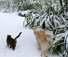Snow Cat Dog