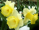 Snow Daffodils