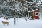 Snow Dog Cottage