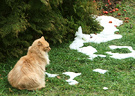 Snow Fluff Grass