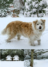 Snow Montage 2011