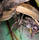 Spider Leaves Flax