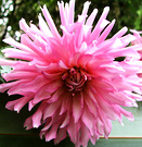 Spiky Pink Dahlia