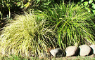 Stones Carex Grass