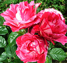 Striped Rosy Roses