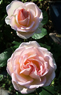 Sunny Nancy Roses