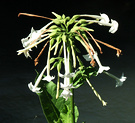 Sunny Nicotiana Flower