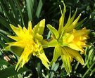 Sunny Spiky Daffodil