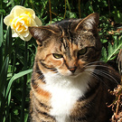 Tiger Daffodil Cat