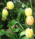 Tulip Bloom Lemons