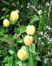 Tulip Shiny Yellow