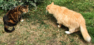 Two Fat Cats