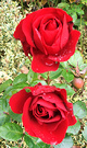 Two Rose Reds