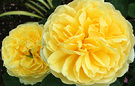 Two Tamora Roses