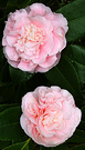 Two Winter Camellias
