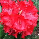 Unknown Red Rhodo