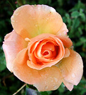 Very Late Rose