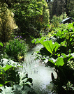 Water Race Irises