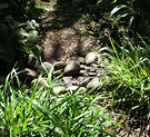 Water Wet Stones