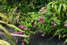Water William Rose