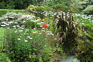 Waterside Shasta Daisies