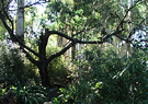Wattle Broken Tree