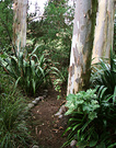 Wattle Path Phormium