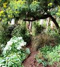 Wattle Wood Path Winter