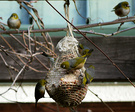 Waxeye Birds Feeding