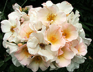 Wedding Rose