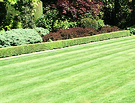 Well Mowed Lawn