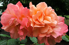 Wester Land Roses