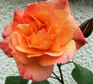 Westmoreland Rosy