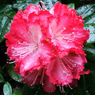 Wet Cherry Rhodie