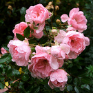 Wet Fairy Rose