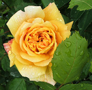 Wet Golden Rose