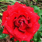 Wet Ingrid Bergmanrose
