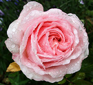 Wet Rose Pinky