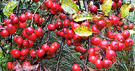 Wet Winter Apples