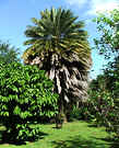 Wheelbarrow Palm Tree