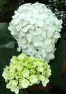 White Cream Hydrngea