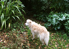 White Dog Bored
