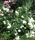 White Fallen Roses