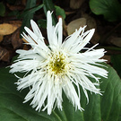 White Shaggy Daisy