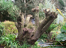 Willow Stump Tree