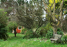 Winter Acacia Cottage