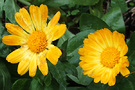 Winter Calendula