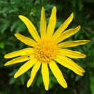 Winter Daisy