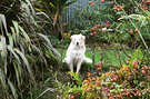 Winter Dog White