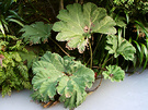 Winter Gunnera